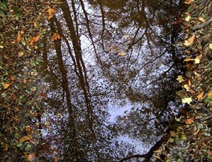 Autumn / Herbst im Wienerwald